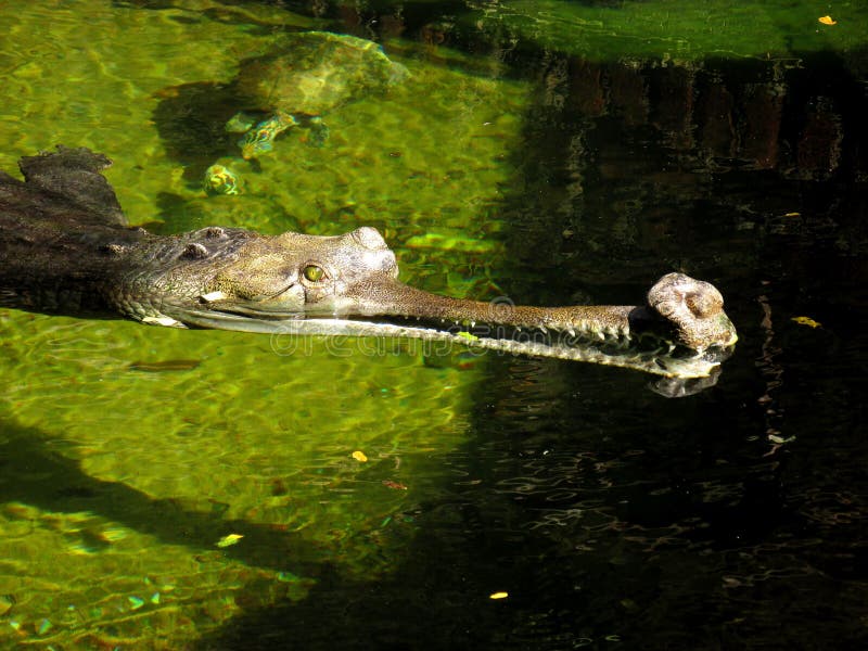 Indische gharial krokodil die in het water sluimeren royalty-vrije stock afbeelding Indische gharial krokodil die in het water sluimeren royalty-vrije stock afbeelding