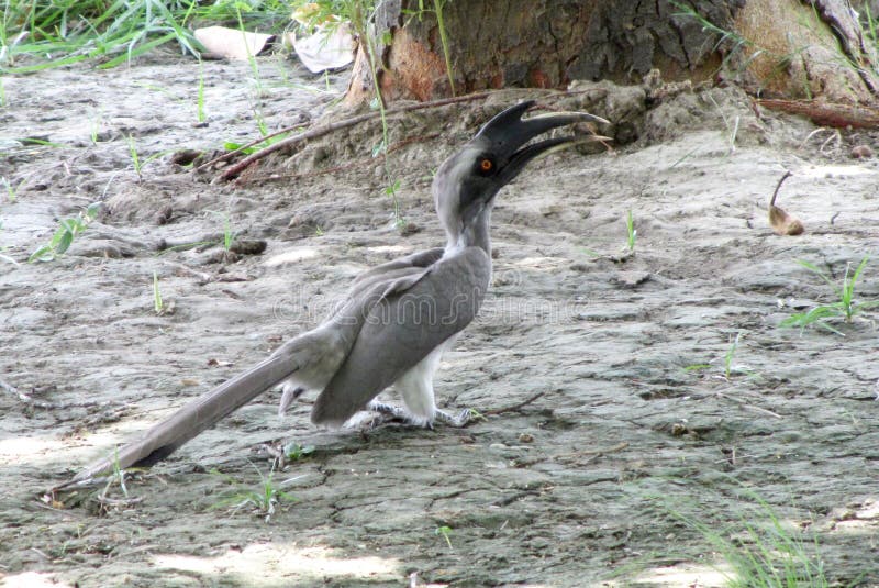 Indische grijze hornbill stock afbeelding Indische grijze hornbill stock afbeelding