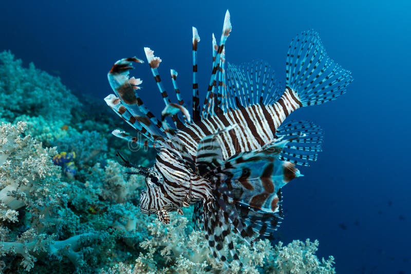 Indische Jagd auf Löwenfische lizenzfreie stockbilder