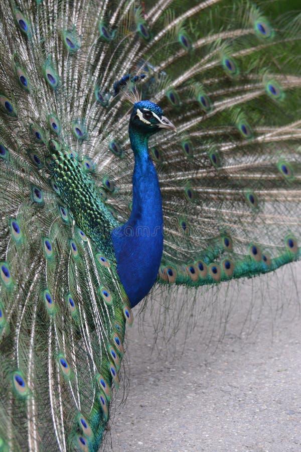 The Indian peafowl or blue peafowl (Pavo cristatus) is a beautiful colored bird with a majestic look. The Indian peafowl or blue peafowl (Pavo cristatus) is a beautiful colored bird with a majestic look.