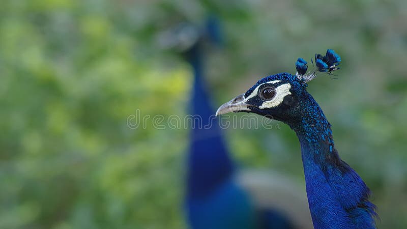 Indian peafowl/The Indian peacock. Indian peafowl/The Indian peacock