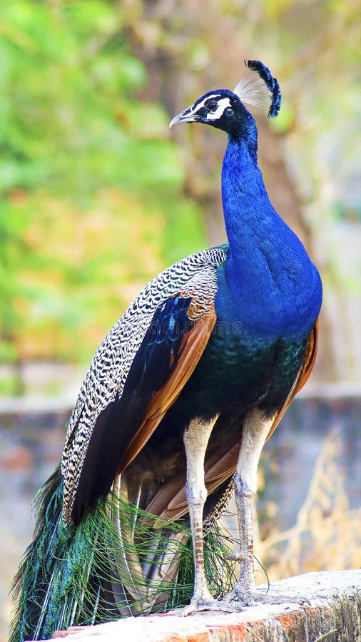 Indian peafowl/The Indian peacock. Indian peafowl/The Indian peacock