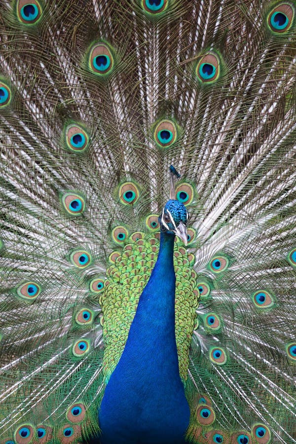 Portrait of an indian peafowl (Pavo cristatus) with its tail opened. Portrait of an indian peafowl (Pavo cristatus) with its tail opened