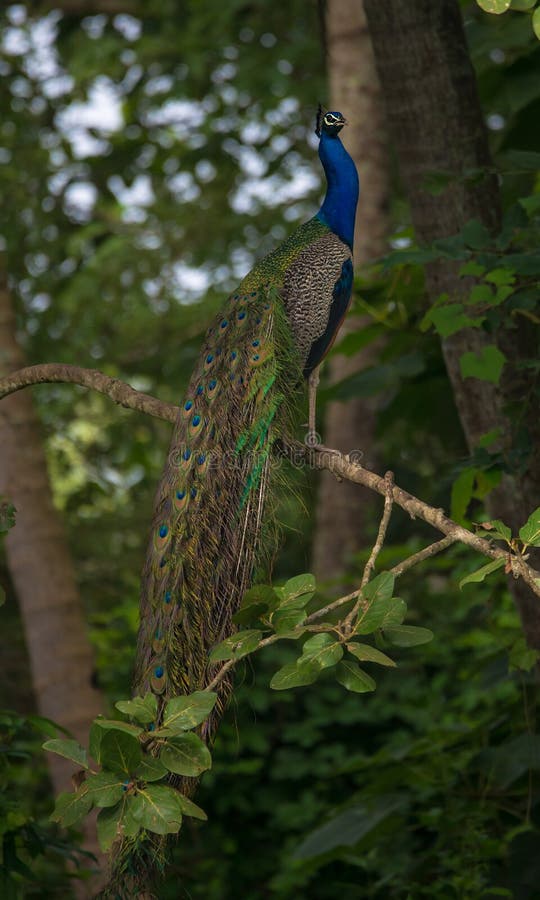 Indian Peafowl Bird perched on a tree. Indian Peafowl Bird perched on a tree