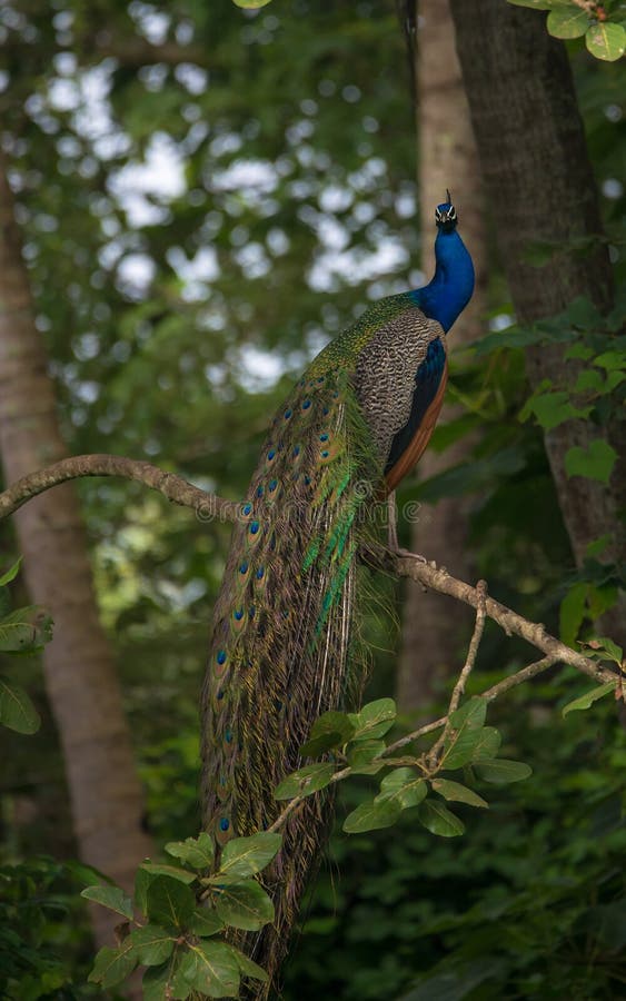 Indian Peafowl Bird perched on a tree branch. Indian Peafowl Bird perched on a tree branch