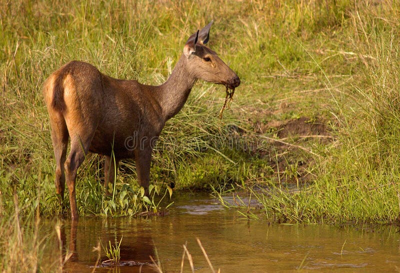 Indische sambar herten stock foto. Image of hoornen, aziatisch - 1072546