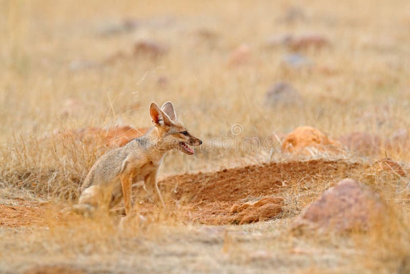 Indische Vos, de Vos van Bengalen, Vulpes-bengalensis, het Nationale Park van Ranthambore, India Wild dier in aardhabitat Grond v stock fotografie Indische Vos, de Vos van Bengalen, Vulpes-bengalensis, het Nationale Park van Ranthambore, India Wild dier in aardhabitat Grond v stock fotografie