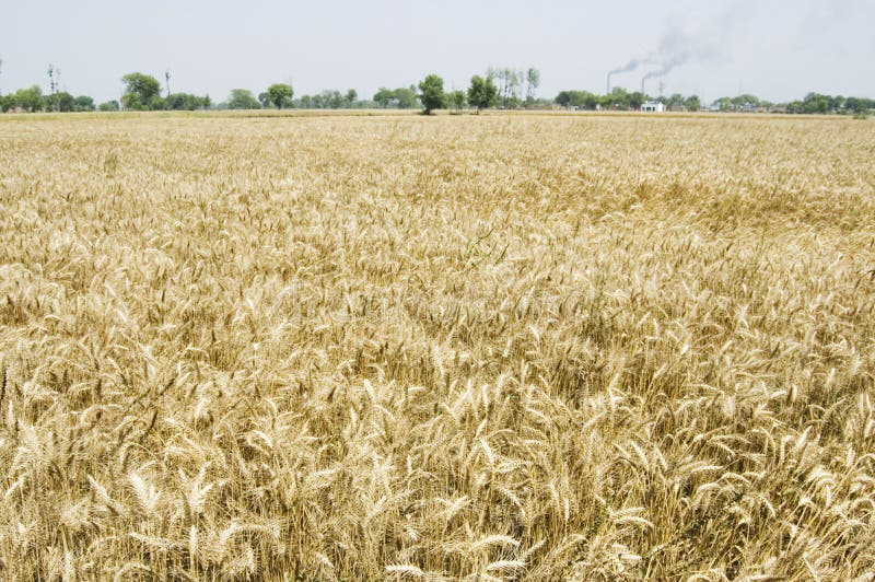 Gouverneur der Bank of England warnt vor „apokalyptischer“ Lebensmittelknappheit, während Indien den Export von Weizen stoppt und China Weizenfelder vernichtet