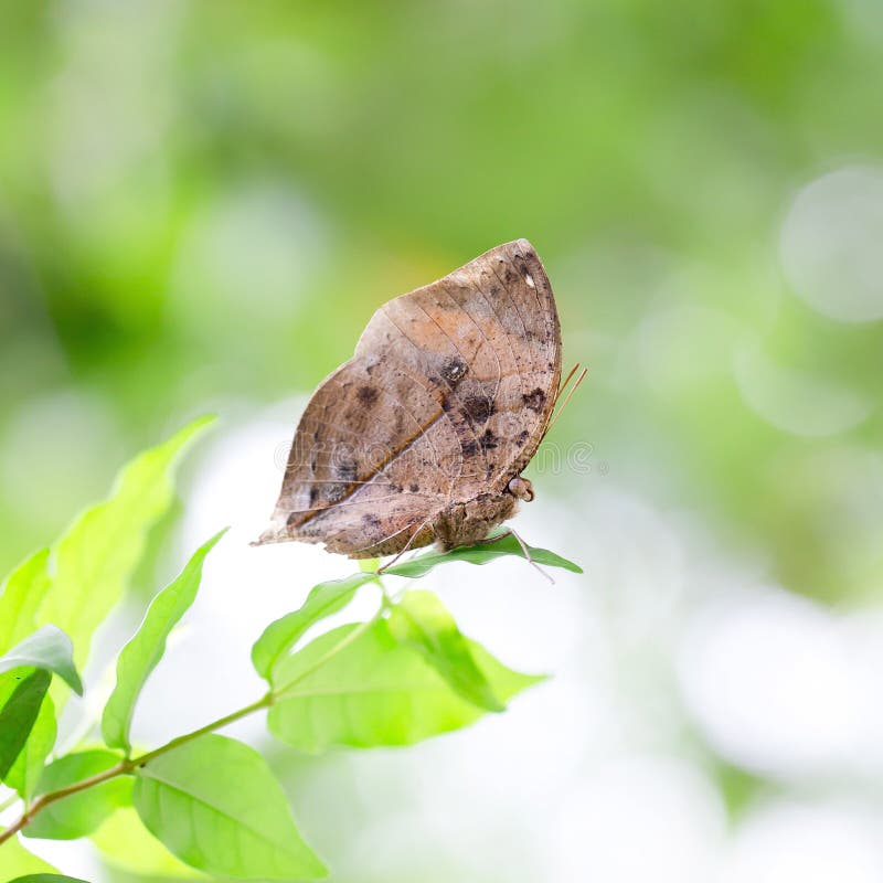 Indischer Blatt-Schmetterling genau selben mögen ein getrocknetes Blatt lizenzfreie stockfotografie Indischer Blatt-Schmetterling genau selben mögen ein getrocknetes Blatt lizenzfreie stockfotografie