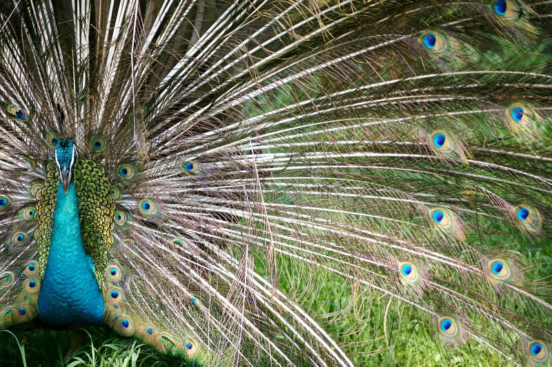 Indischer blauer Pfau stockfotografie Indischer blauer Pfau stockfotografie