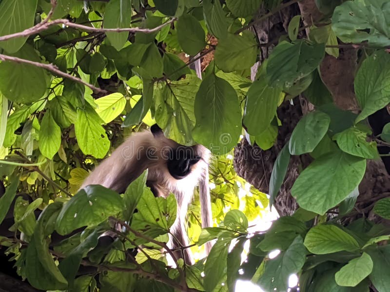 Indischer gemeiner grauer Langur- oder hanuman Languraffe im indischen Affen des schwarzen Gesichts des Dorfbildes lizenzfreies stockfoto