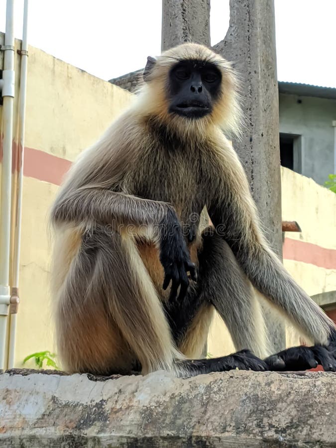 Indischer gemeiner grauer Langur- oder hanuman Languraffe im indischen Affen des schwarzen Gesichts des Dorfbildes stockfotografie