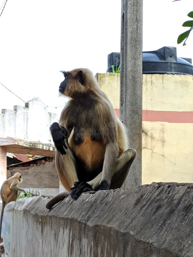 Indischer gemeiner grauer Langur- oder hanuman Languraffe im indischen Affen des schwarzen Gesichts des Dorfbildes stockbilder