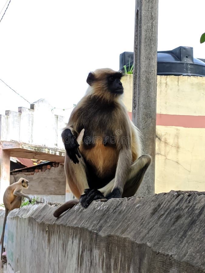 Indischer gemeiner grauer Langur- oder hanuman Languraffe im indischen Affen des schwarzen Gesichts des Dorfbildes lizenzfreie stockfotografie