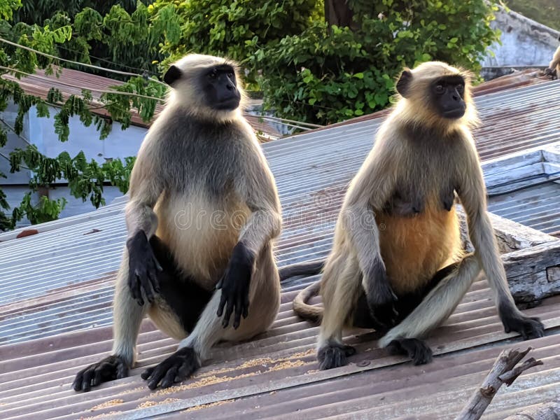 Indischer gemeiner grauer Langur- oder hanuman Languraffe im indischen Affen des schwarzen Gesichts des Dorfbildes lizenzfreies stockfoto