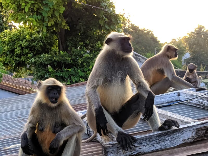 Indischer gemeiner grauer Langur- oder hanuman Languraffe im indischen Affen des schwarzen Gesichts des Dorfbildes lizenzfreies stockfoto