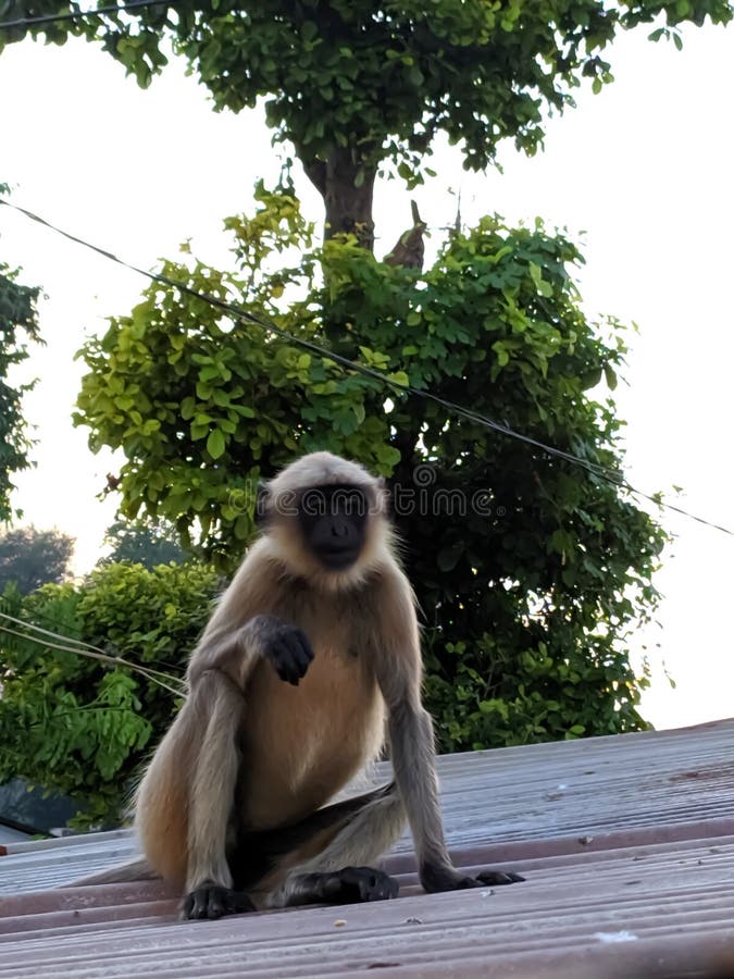 Indischer gemeiner grauer Langur- oder hanuman Languraffe im indischen Affen des schwarzen Gesichts des Dorfbildes stockfoto