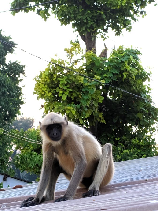 Indischer gemeiner grauer Langur- oder hanuman Languraffe im indischen Affen des schwarzen Gesichts des Dorfbildes lizenzfreie stockfotos