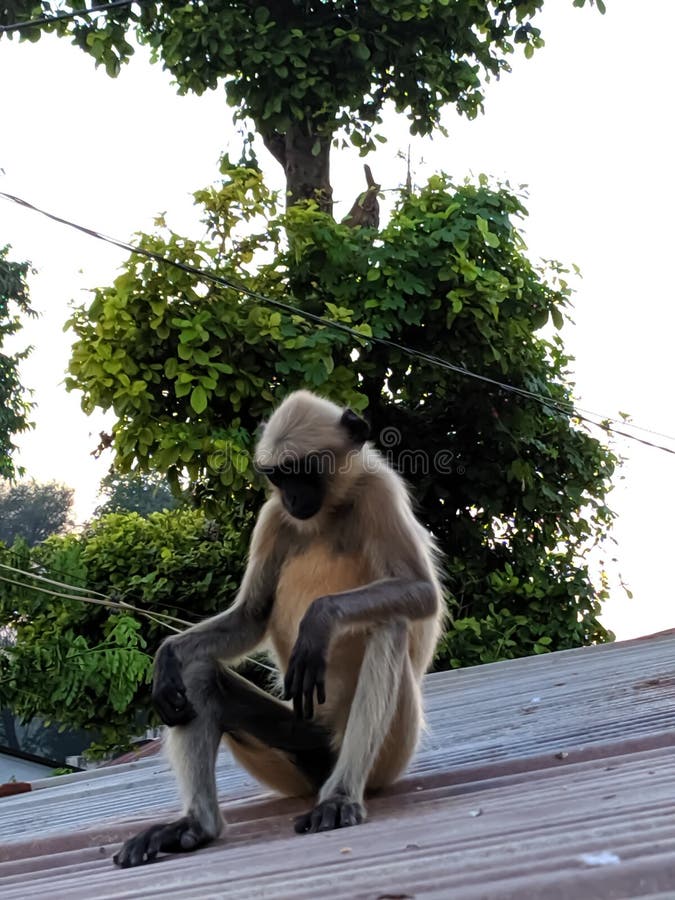 Indischer gemeiner grauer Langur- oder hanuman Languraffe im indischen Affen des schwarzen Gesichts des Dorfbildes stockbild