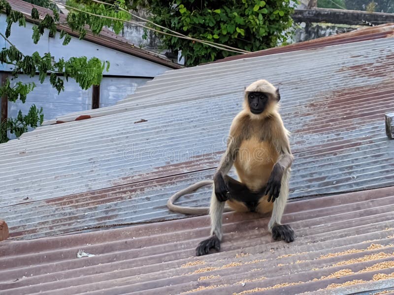 Indischer gemeiner grauer Langur- oder hanuman Languraffe im indischen Affen des schwarzen Gesichts des Dorfbildes