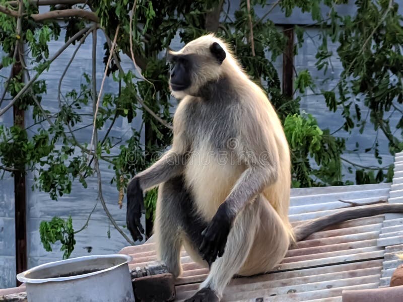 Indischer gemeiner grauer Langur- oder hanuman Languraffe im indischen Affen des schwarzen Gesichts des Dorfbildes lizenzfreie stockbilder