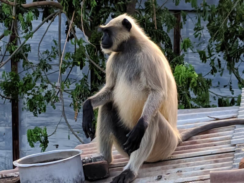Indischer gemeiner grauer Langur- oder hanuman Languraffe im indischen Affen des schwarzen Gesichts des Dorfbildes stockfoto