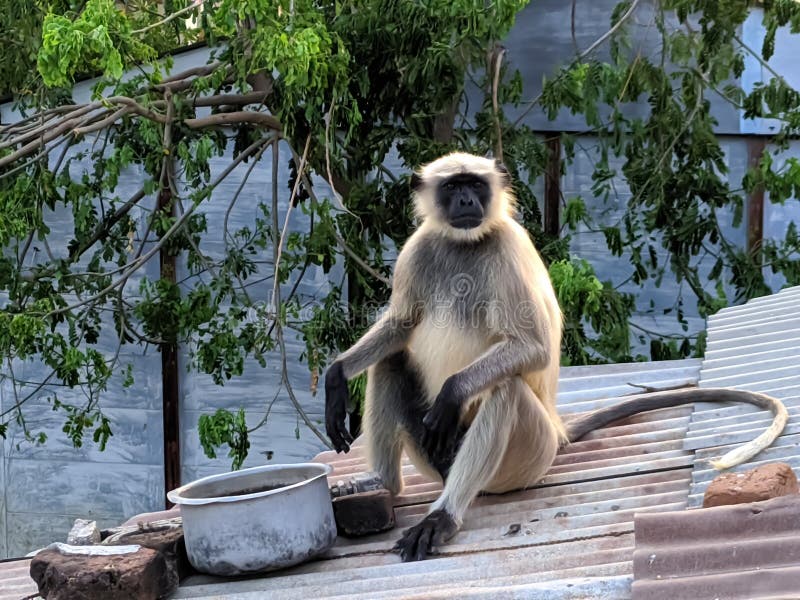 Indischer gemeiner grauer Langur- oder hanuman Languraffe im indischen Affen des schwarzen Gesichts des Dorfbildes lizenzfreies stockbild