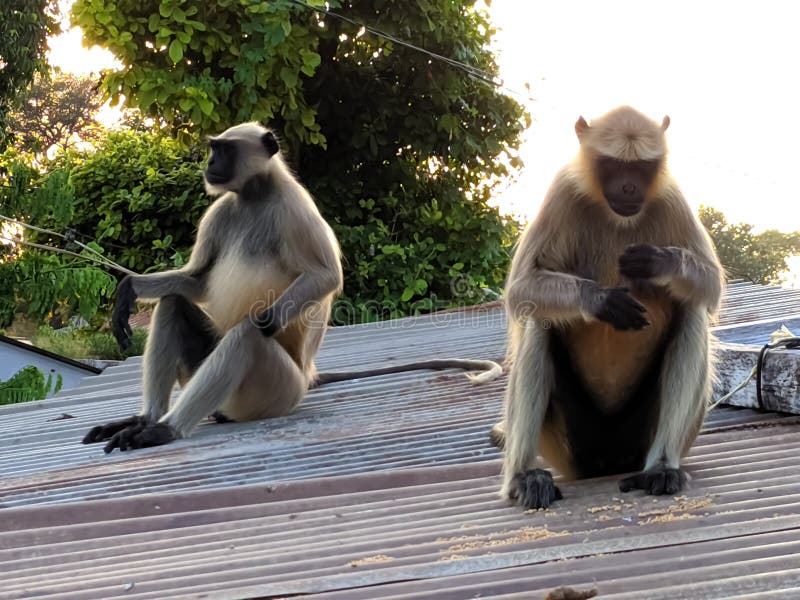 Indischer gemeiner grauer Langur- oder hanuman Languraffe im indischen Affen des schwarzen Gesichts des Dorfbildes lizenzfreie stockbilder