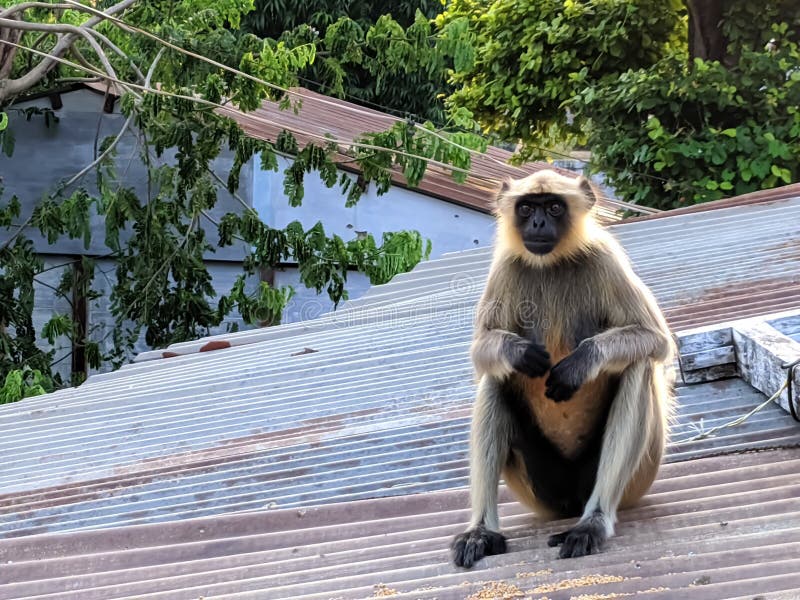 Indischer gemeiner grauer Langur- oder hanuman Languraffe im indischen Affen des schwarzen Gesichts des Dorfbildes stockfotografie