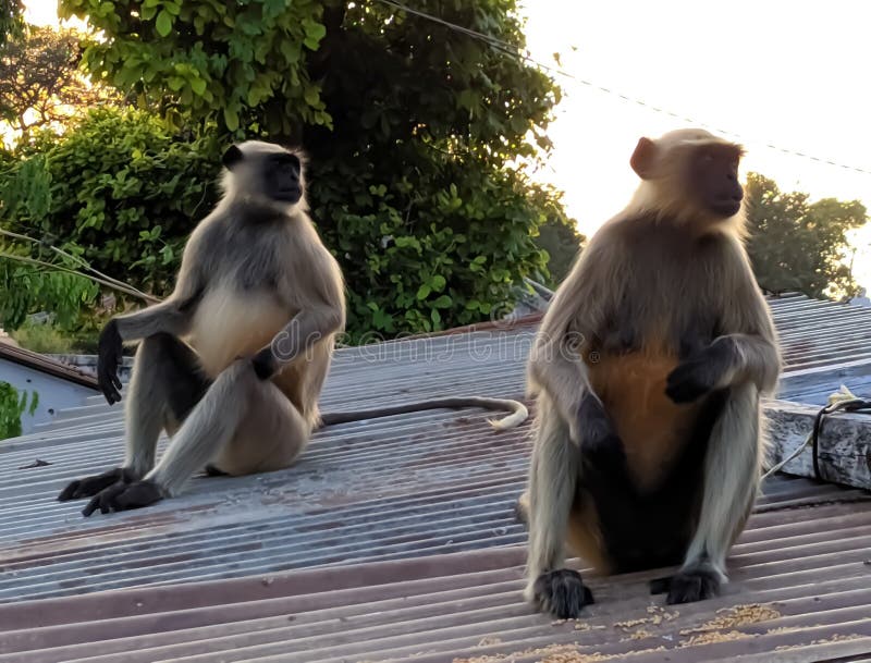 Indischer gemeiner grauer Langur- oder hanuman Languraffe im indischen Affen des schwarzen Gesichts des Dorfbildes stockfotografie