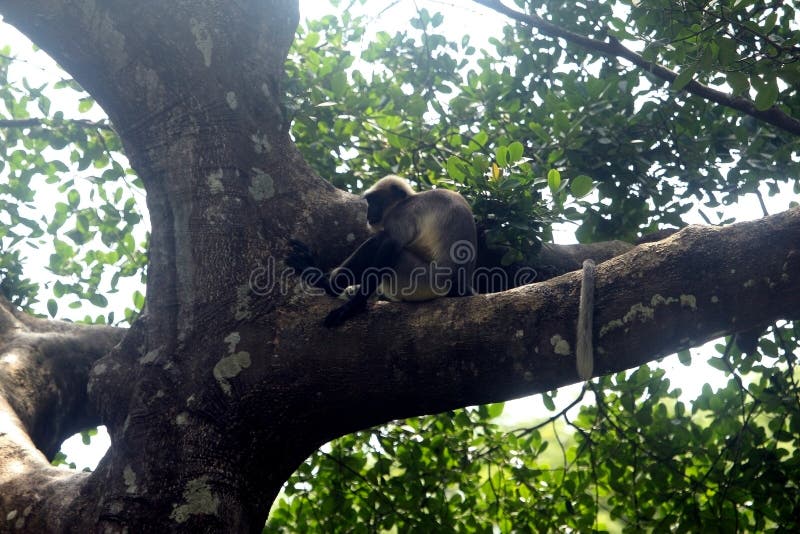 Grey Langur-Affe stockbild. Bild von sitzung, bild, fallhammer - 32905789