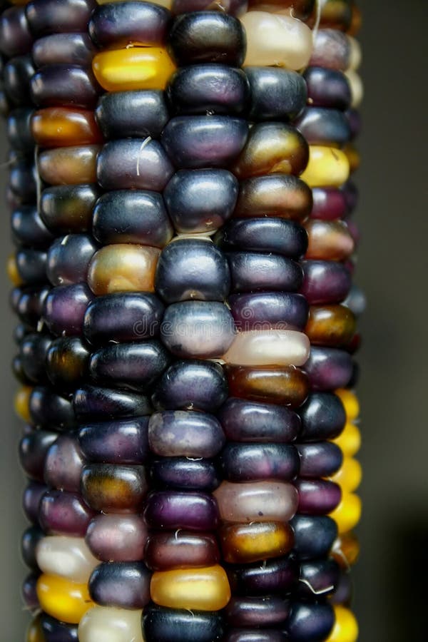 Indische Bunte Mais-Fall-, Ernte- Und Danksagungssymbole Stockbild ...