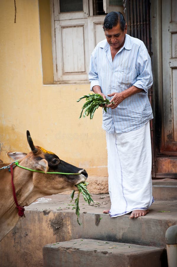 Indischer Mann, der heilige Kuh an der Straße einzieht Indien, Trichy, Tamil Nadu lizenzfreie stockbilder Indischer Mann, der heilige Kuh an der Straße einzieht Indien, Trichy, Tamil Nadu lizenzfreie stockbilder