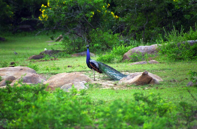 Indischer Pfau, Westnationalpark Yala, Sri Lanka stockfoto Indischer Pfau, Westnationalpark Yala, Sri Lanka stockfoto