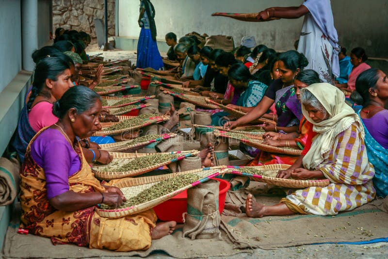 Indisk kvinna som sorterar cardamon