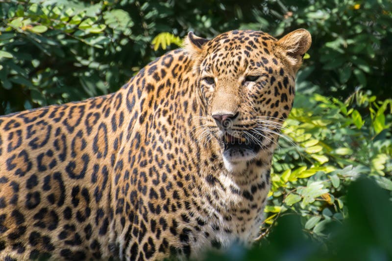 Indisk leopard i djungel arkivfoton Indisk leopard i djungel arkivfoton