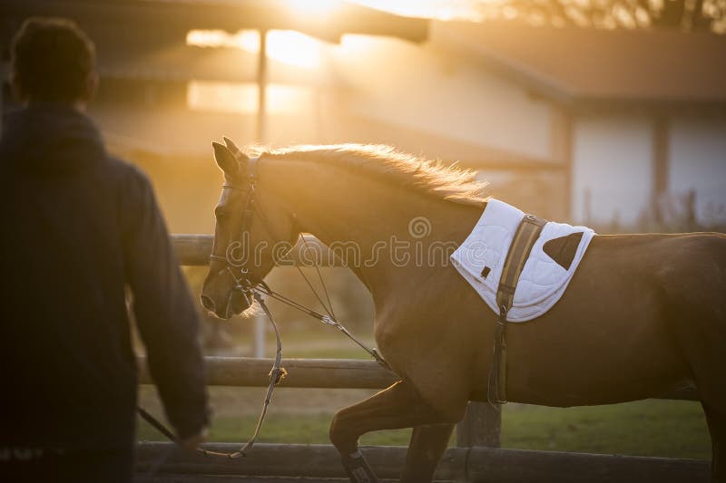 Foto De Stock Cara De Um Belo Cavalo, Royalty-Free