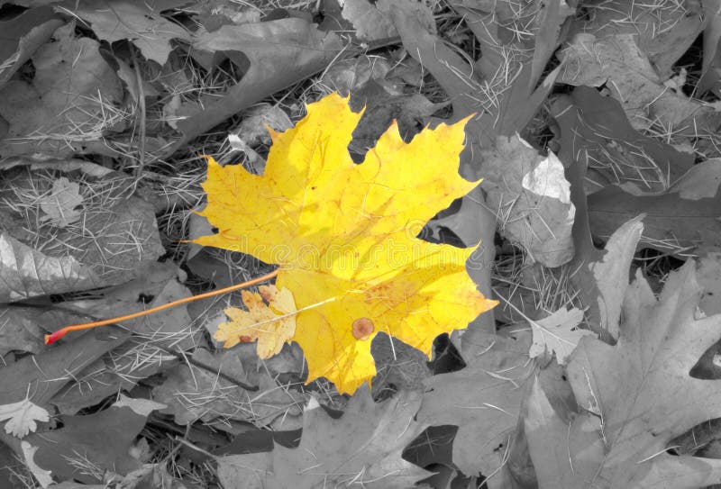 Individualidad del otoño imágenes de archivo libres de regalías Individualidad del otoño imágenes de archivo libres de regalías