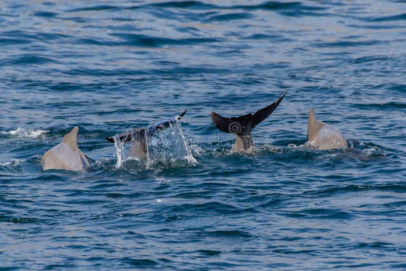 Indo-pacific humpback dolphins sousa chinensis die munt toont in Musandam, Oman bij Khasab in de Fjords die in en uit springen royalty-vrije stock foto Indo-pacific humpback dolphins sousa chinensis die munt toont in Musandam, Oman bij Khasab in de Fjords die in en uit springen royalty-vrije stock foto