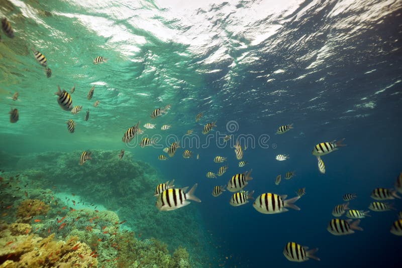 Indo-Pacific Sergeantfish in the Red Sea. Stock Image - Image of indo ...