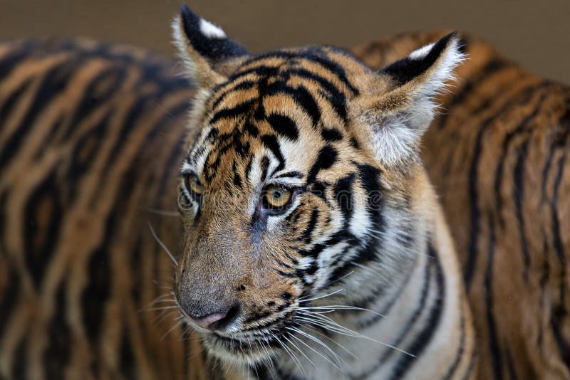 Indochinese baby tigers, Chiang Mai, Thailand. stock photo Indochinese baby tigers, Chiang Mai, Thailand. stock photo
