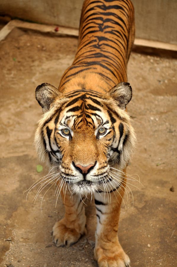 Tigres vivir en separado bosques en montanoso sobre el montanoso terreno, la mayoría de cual descansa a lo largo de fronteras entre países.