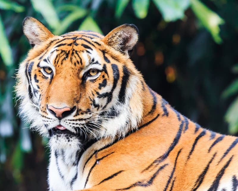 Tiger in beijing zoo china hi-res stock photography and images - Alamy