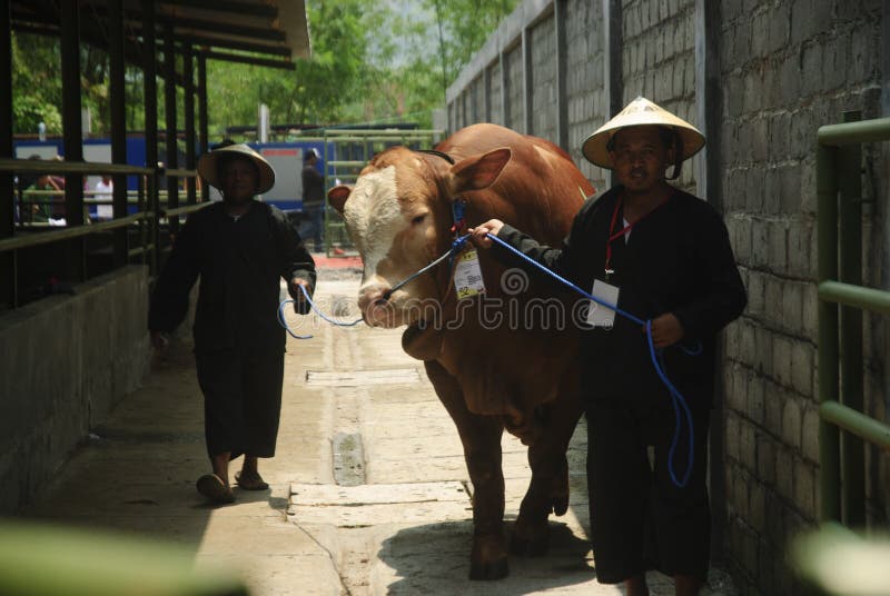 INDONESIA CATTLE IMPORT. A cattle contest held in a farm of Klaten, Java, Indonesia. The Indonesian government plans to stop the import of beef, by adding cattle royalty free stock photography INDONESIA CATTLE IMPORT. A cattle contest held in a farm of Klaten, Java, Indonesia. The Indonesian government plans to stop the import of beef, by adding cattle royalty free stock photography