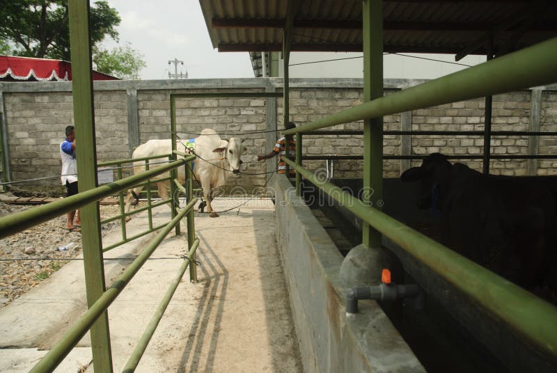INDONESIA CATTLE IMPORT. A cattle contest held in a farm of Klaten, Java, Indonesia. The Indonesian government plans to stop the import of beef, by adding cattle stock images INDONESIA CATTLE IMPORT. A cattle contest held in a farm of Klaten, Java, Indonesia. The Indonesian government plans to stop the import of beef, by adding cattle stock images