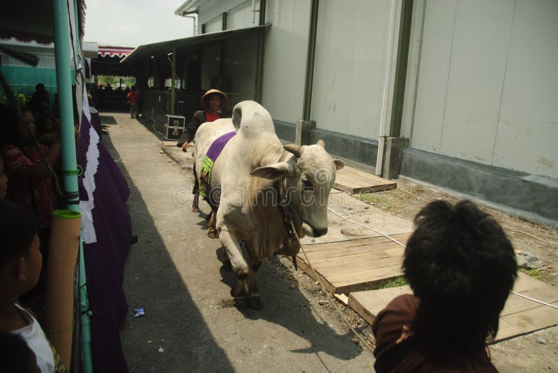 INDONESIA CATTLE IMPORT. A cattle contest held in a farm of Klaten, Java, Indonesia. The Indonesian government plans to stop the import of beef, by adding cattle stock photography INDONESIA CATTLE IMPORT. A cattle contest held in a farm of Klaten, Java, Indonesia. The Indonesian government plans to stop the import of beef, by adding cattle stock photography