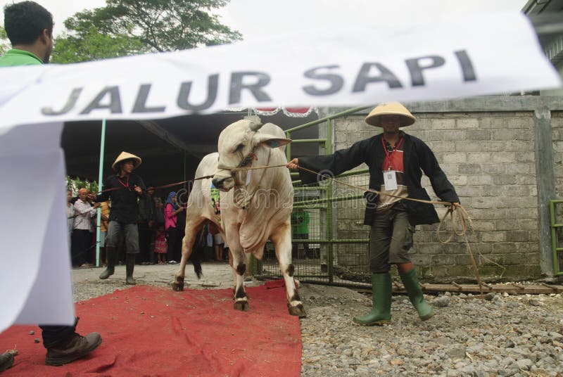INDONESIA CATTLE IMPORT. A cattle contest held in a farm of Klaten, Java, Indonesia. The Indonesian government plans to stop the import of beef, by adding cattle royalty free stock image INDONESIA CATTLE IMPORT. A cattle contest held in a farm of Klaten, Java, Indonesia. The Indonesian government plans to stop the import of beef, by adding cattle royalty free stock image