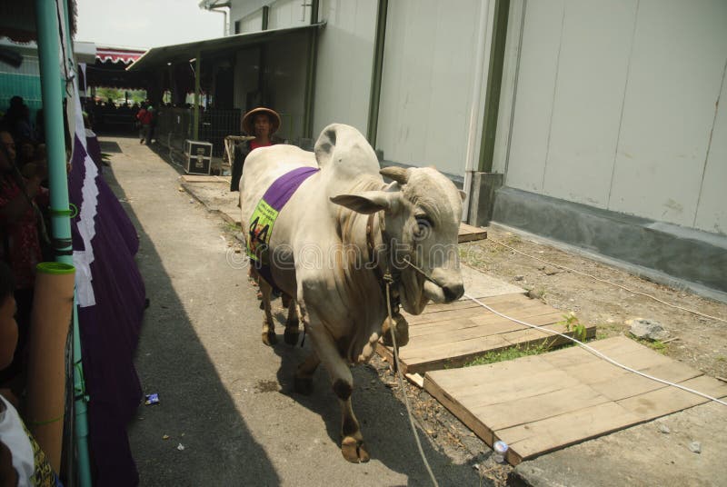 INDONESIA CATTLE IMPORT. A cattle contest held in a farm of Klaten, Java, Indonesia. The Indonesian government plans to stop the import of beef, by adding cattle stock image INDONESIA CATTLE IMPORT. A cattle contest held in a farm of Klaten, Java, Indonesia. The Indonesian government plans to stop the import of beef, by adding cattle stock image