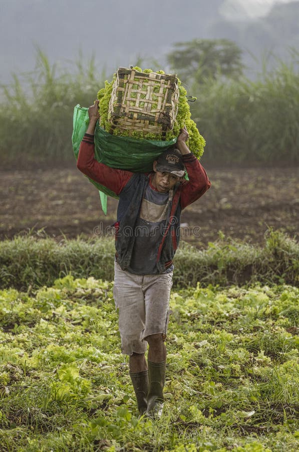 Indonesia, June 13 2022 Lettuce Harvesters Bringing in a Fresh Crop