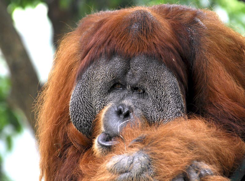 Indonesia; sumatra; Orang Utan royalty free stock photography